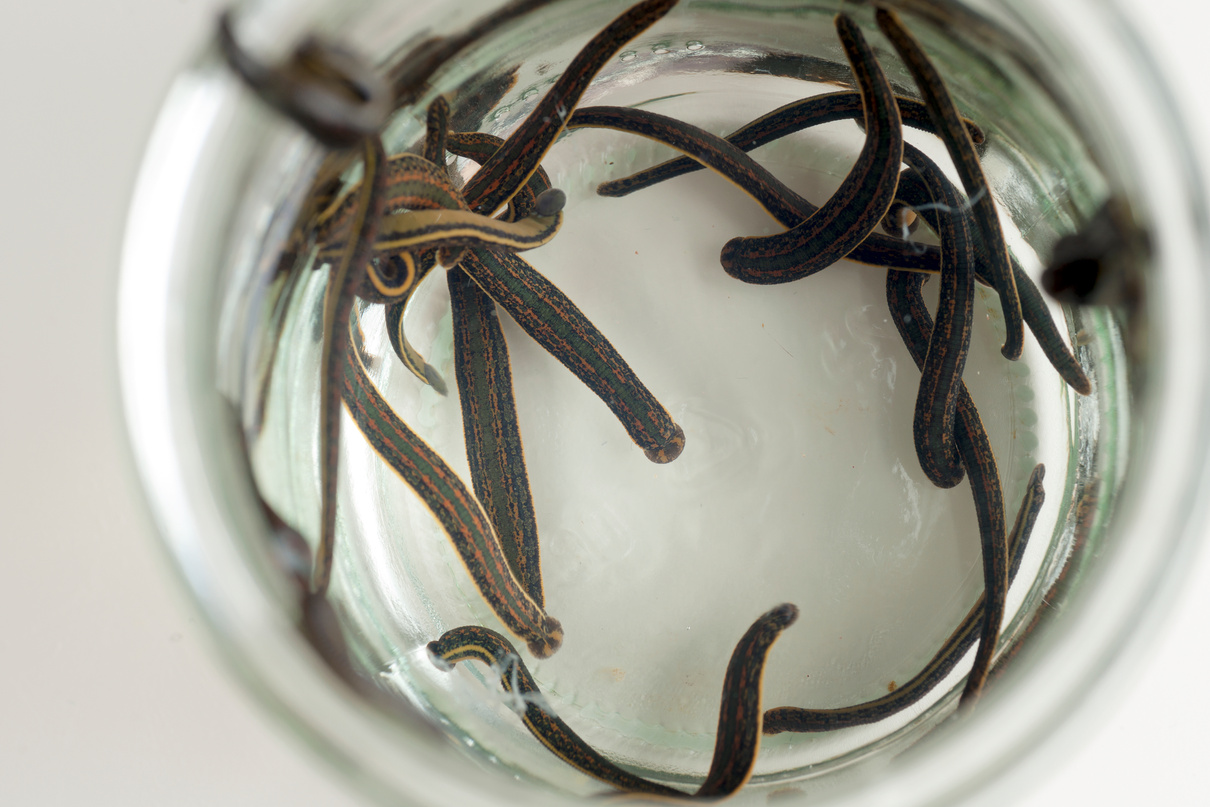 Hirudotherapy. Medical leeches